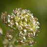 Fotografia 6 da espécie Lepidium campestre do Jardim Botânico UTAD