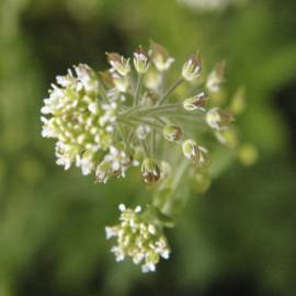 Fotografia da espécie Lepidium campestre