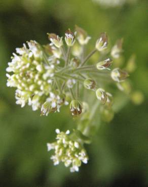 Fotografia 7 da espécie Lepidium campestre no Jardim Botânico UTAD