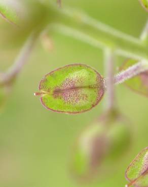 Fotografia 8 da espécie Lepidium campestre no Jardim Botânico UTAD