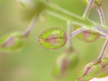 Fotografia da espécie Lepidium campestre