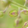 Fotografia 8 da espécie Lepidium campestre do Jardim Botânico UTAD