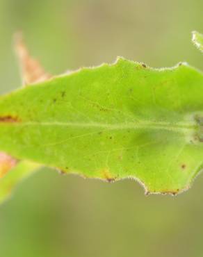 Fotografia 9 da espécie Lepidium campestre no Jardim Botânico UTAD