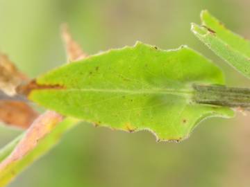 Fotografia da espécie Lepidium campestre