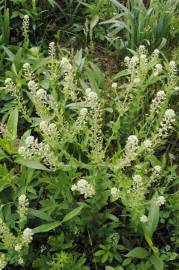 Fotografia da espécie Lepidium campestre