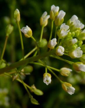 Fotografia 11 da espécie Lepidium campestre no Jardim Botânico UTAD