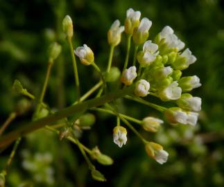 Fotografia da espécie Lepidium campestre