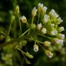 Fotografia 11 da espécie Lepidium campestre do Jardim Botânico UTAD