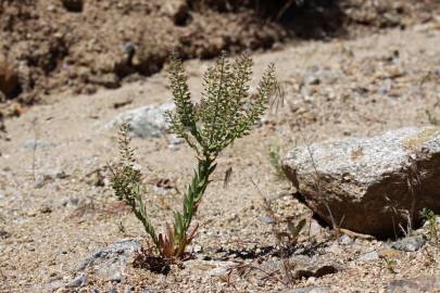 Fotografia da espécie Lepidium campestre