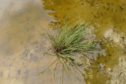 Fotografia da espécie Juncus articulatus