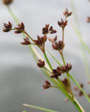 Fotografia da espécie Juncus articulatus