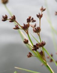 Juncus articulatus