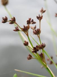 Fotografia da espécie Juncus articulatus