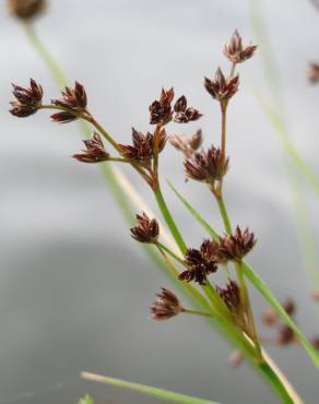 Fotografia 1 da espécie Juncus articulatus no Jardim Botânico UTAD