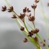 Fotografia 1 da espécie Juncus articulatus do Jardim Botânico UTAD