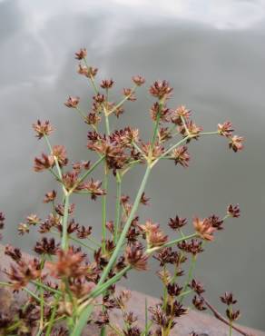 Fotografia 3 da espécie Juncus articulatus no Jardim Botânico UTAD