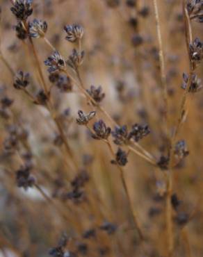 Fotografia 4 da espécie Juncus articulatus no Jardim Botânico UTAD