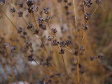 Fotografia da espécie Juncus articulatus