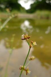 Fotografia da espécie Juncus articulatus