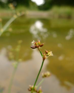 Fotografia 5 da espécie Juncus articulatus no Jardim Botânico UTAD