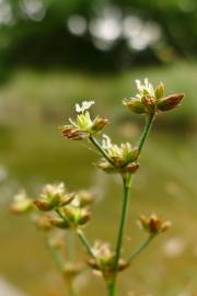 Fotografia da espécie Juncus articulatus