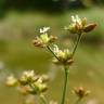 Fotografia 6 da espécie Juncus articulatus do Jardim Botânico UTAD