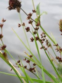 Fotografia da espécie Juncus articulatus