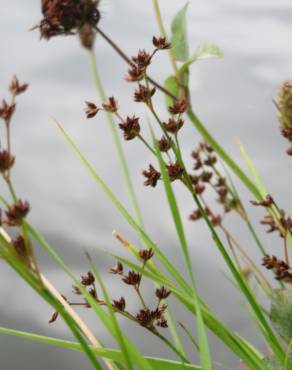 Fotografia 7 da espécie Juncus articulatus no Jardim Botânico UTAD