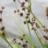 Fotografia 7 da espécie Juncus articulatus do Jardim Botânico UTAD