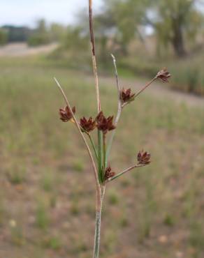 Fotografia 8 da espécie Juncus articulatus no Jardim Botânico UTAD