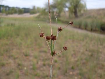 Fotografia da espécie Juncus articulatus