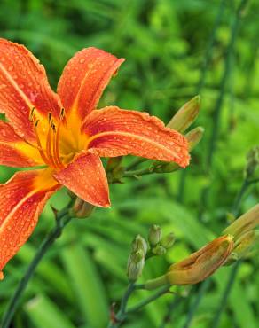 Fotografia 1 da espécie Hemerocallis fulva no Jardim Botânico UTAD