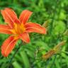 Fotografia 1 da espécie Hemerocallis fulva do Jardim Botânico UTAD