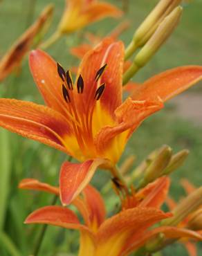 Fotografia 3 da espécie Hemerocallis fulva no Jardim Botânico UTAD