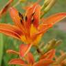 Fotografia 3 da espécie Hemerocallis fulva do Jardim Botânico UTAD
