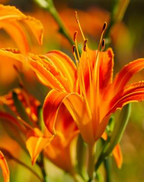 Fotografia 5 da espécie Hemerocallis fulva no Jardim Botânico UTAD