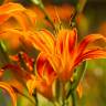 Fotografia 5 da espécie Hemerocallis fulva do Jardim Botânico UTAD