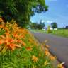 Fotografia 6 da espécie Hemerocallis fulva do Jardim Botânico UTAD