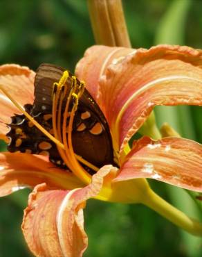 Fotografia 7 da espécie Hemerocallis fulva no Jardim Botânico UTAD