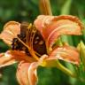Fotografia 7 da espécie Hemerocallis fulva do Jardim Botânico UTAD