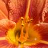 Fotografia 9 da espécie Hemerocallis fulva do Jardim Botânico UTAD