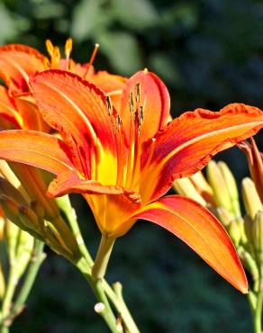 Fotografia 10 da espécie Hemerocallis fulva no Jardim Botânico UTAD