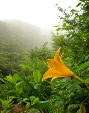 Fotografia 11 da espécie Hemerocallis fulva no Jardim Botânico UTAD