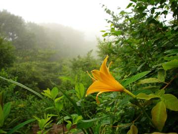 Fotografia da espécie Hemerocallis fulva