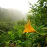 Fotografia 11 da espécie Hemerocallis fulva do Jardim Botânico UTAD