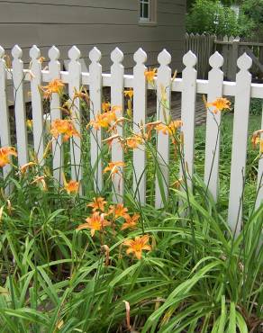 Fotografia 12 da espécie Hemerocallis fulva no Jardim Botânico UTAD