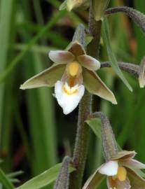 Fotografia da espécie Epipactis palustris