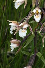 Fotografia da espécie Epipactis palustris