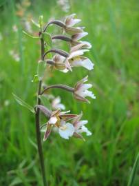 Fotografia da espécie Epipactis palustris