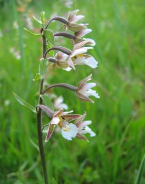 Fotografia 7 da espécie Epipactis palustris no Jardim Botânico UTAD